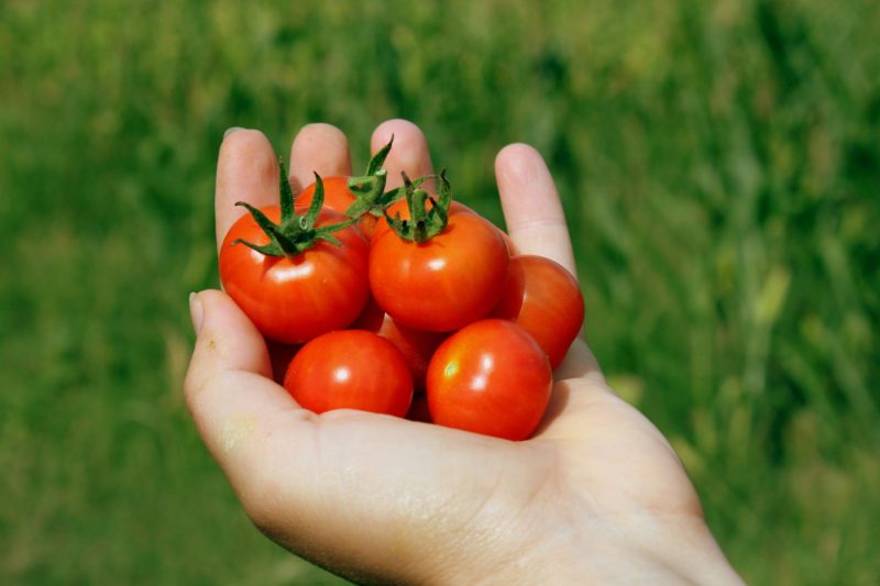 手の上に並んだミニトマト