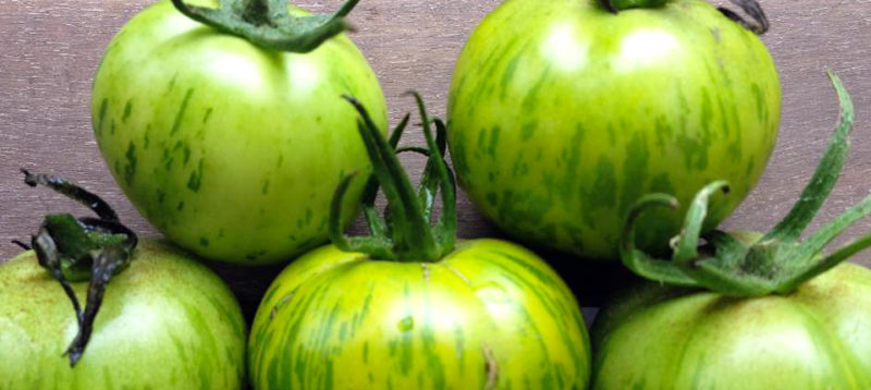 ナガミツファームの緑トマト