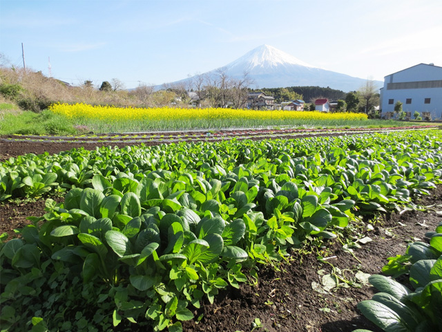 富士山の恵みファームホームページより　富士山が見える畑に植えられた葉物野菜