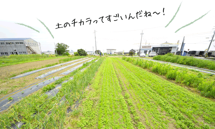 ベジモ広島 ホームページより畑の写真