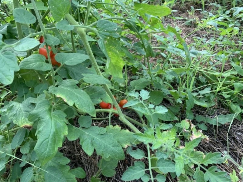 平井農園ホームページより　生育中のトマトの画像