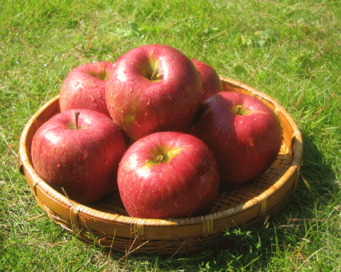 中島農園のりんご