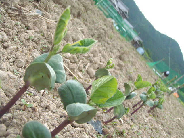 畑で発芽しているぼちぼち農園の黒大豆