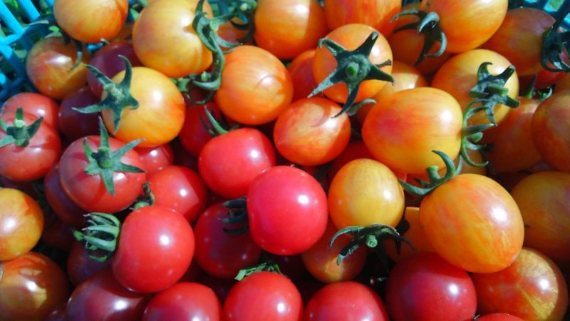 コトコトファームのミニトマト 色とりどりのトマトがたくさん並んでいる画像