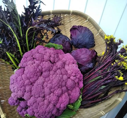 なゆた農場ブログより 色鮮やか紫野菜4種