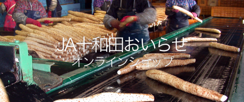JA十和田おいらせホームページよる 名産の長芋の出荷作業の画像
