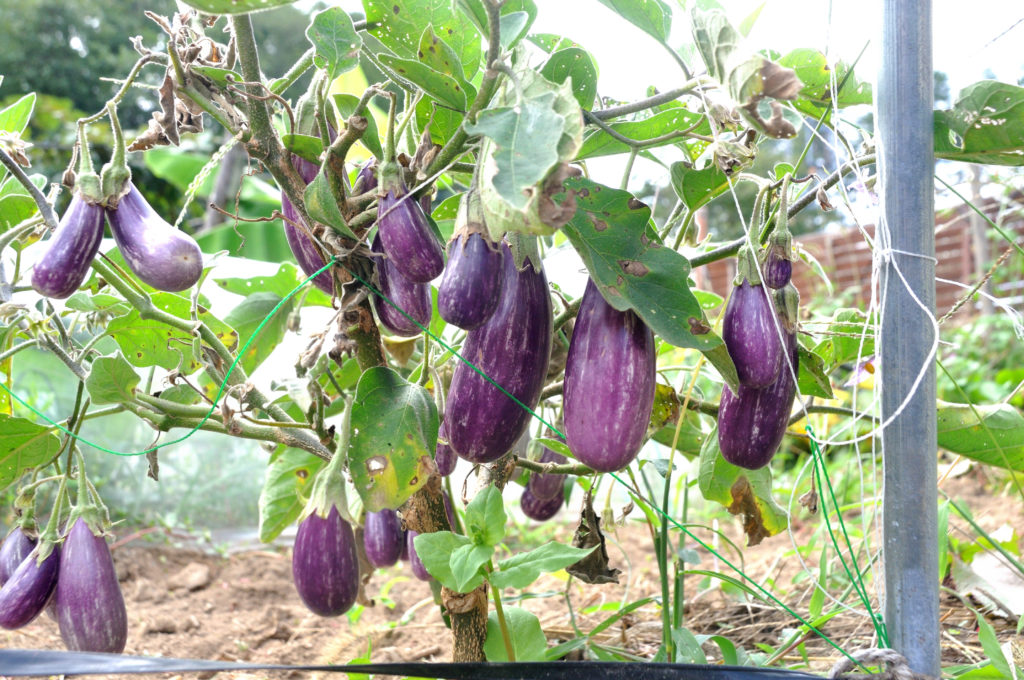 新鮮でおいしい栃木県でおすすめの野菜宅配６つを徹底比較！元有機農家も太鼓判