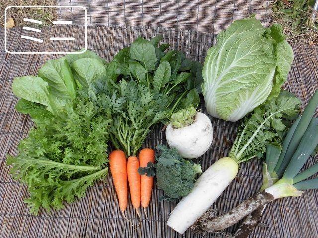 ヤヤキタ農園ホームページより たくさんの野菜が並んだ野菜セットミニのサンプル画像